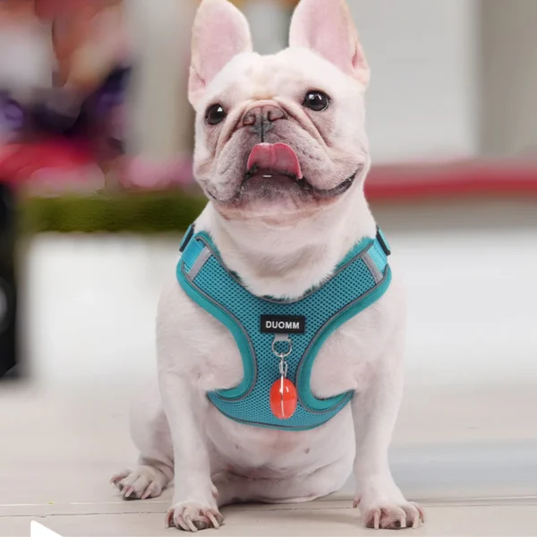 Glowva No Pull Explosion-Proof Frenchie Harness - Image 2