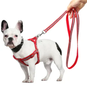Reflective Frenchie Harness and Leash Set (WS58)