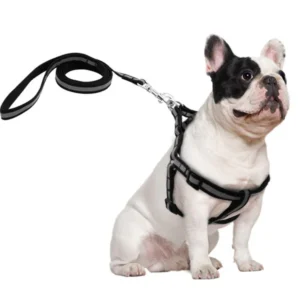 Harness